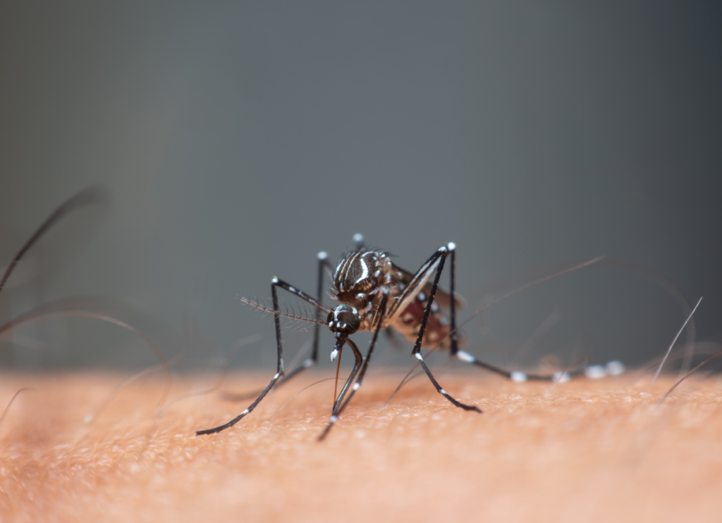 Prefeitura decreta situação de emergência em decorrência da epidemia de dengue
