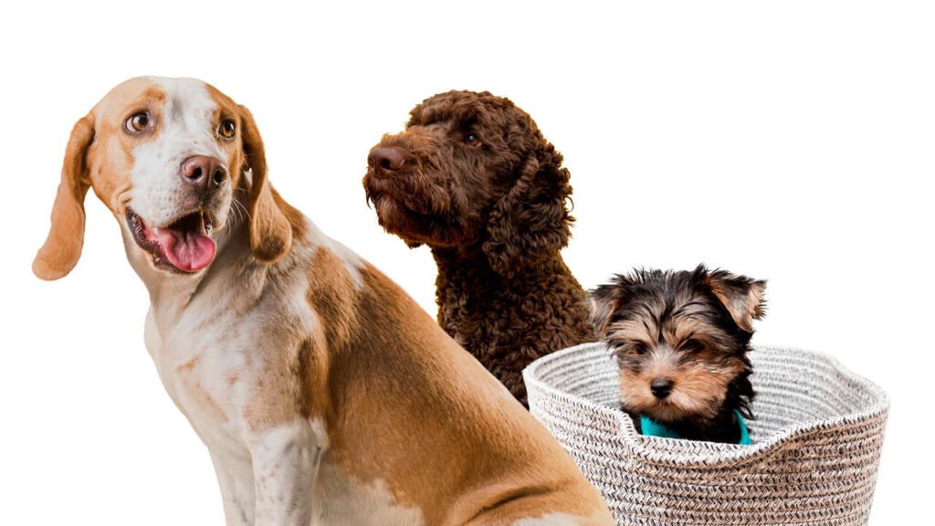 Pátio Savassi recebe feira de adoção de pets