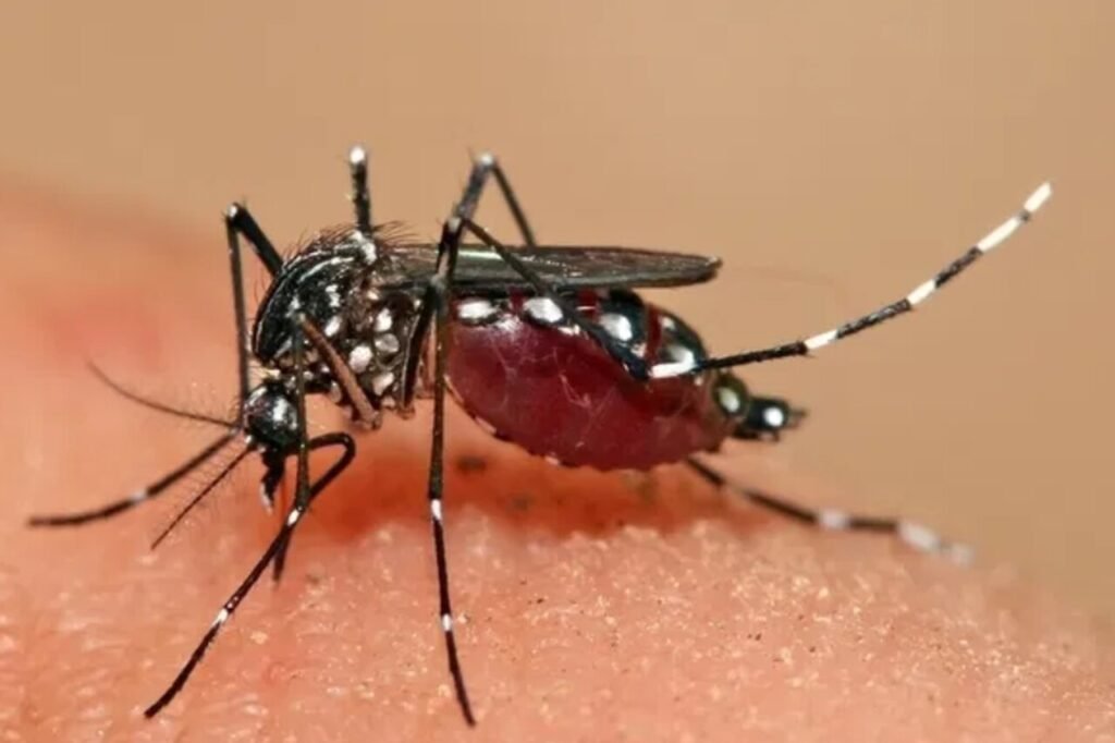 Epidemia: o que esperar da dengue em 2025?