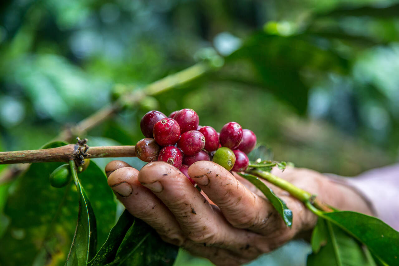 closeup-shot-male-hand-picking-cherry-red-coffee-beans-tree_Easy-Resize.com_ Notícias