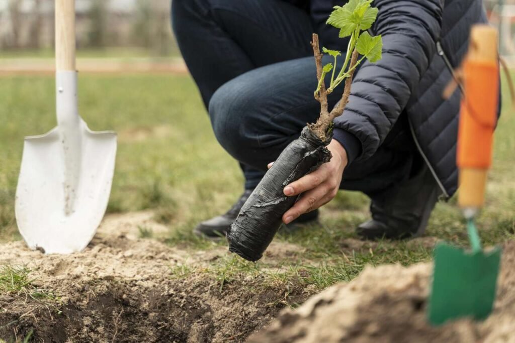 PBH planeja plantar 50 mil árvores em 2025 após recorde de plantios em 2024