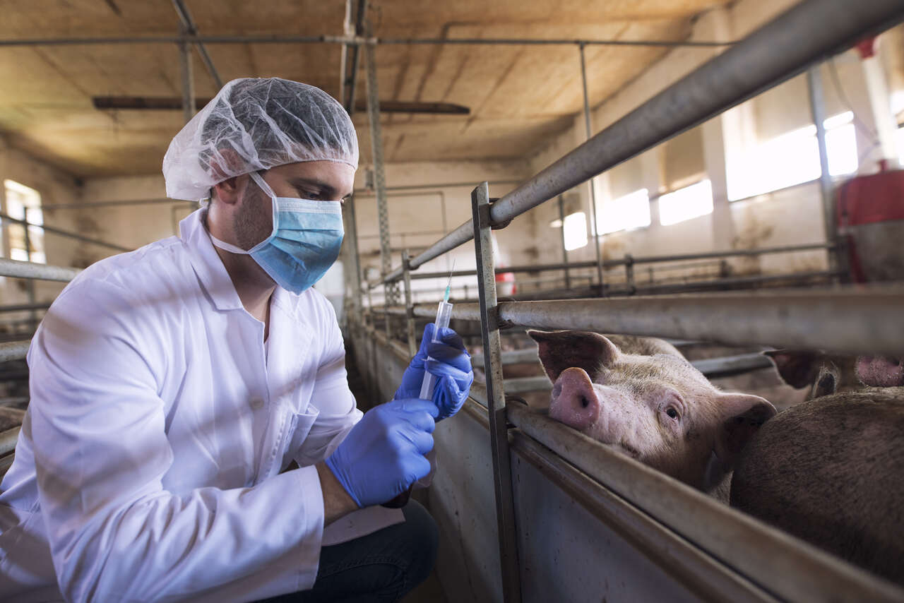 veterinarian-cattle-farm-preparing-give-medicine-shot-injection-vaccination-pigs-pig-farm_Easy-Resize.com_ Notícias