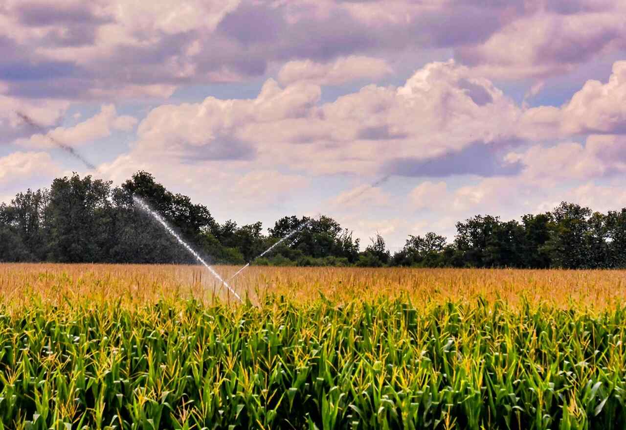 green-field-with-water-sprinklers-surrounded-by-trees-canary-islands-spain_Easy-Resize.com_ Notícias