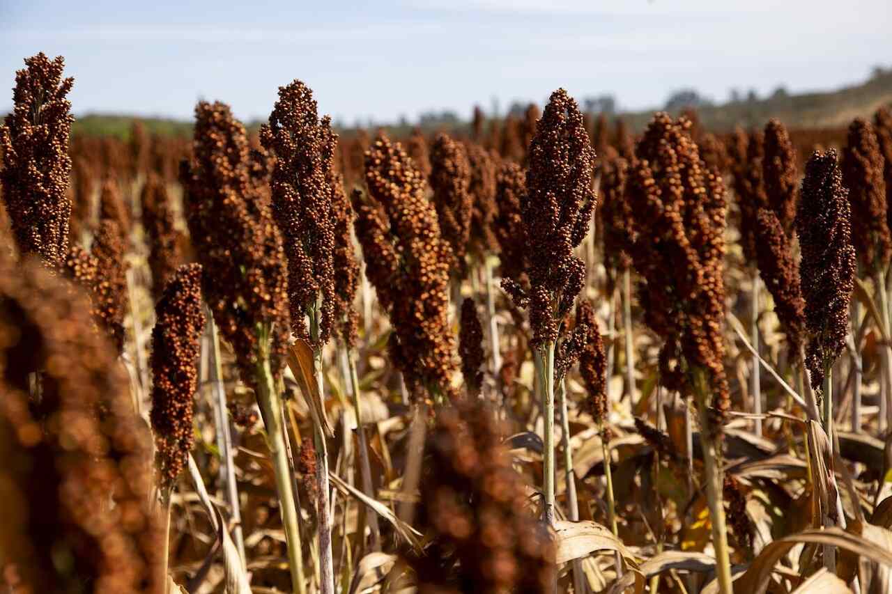 SORGO Notícias