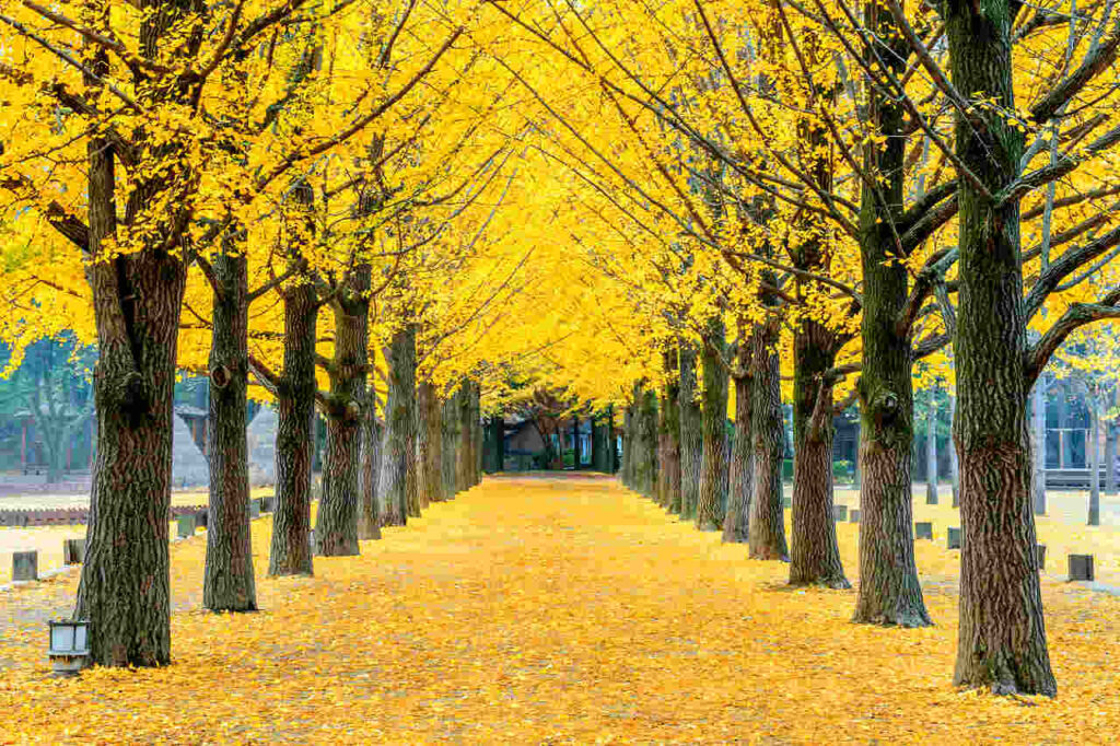 fileira-de-arvore-ginkgo-amarela-na-ilha-de-nami-coreia_Easy-Resize.com_-1024x682 Florada dos ipês começa mais cedo em Belo Horizonte. Entenda o porquê