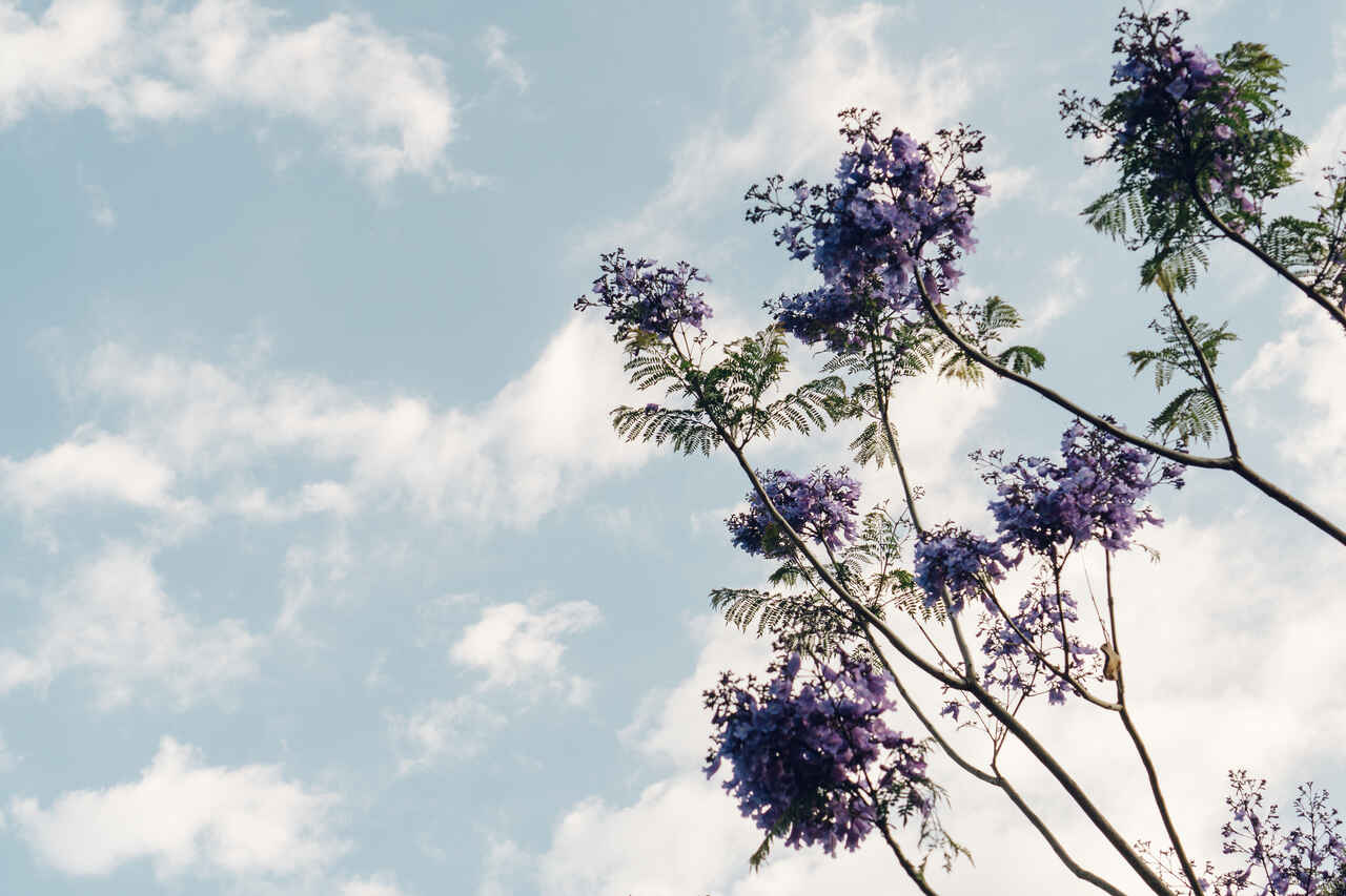 ipe-lilas_Easy-Resize.com_ Notícias