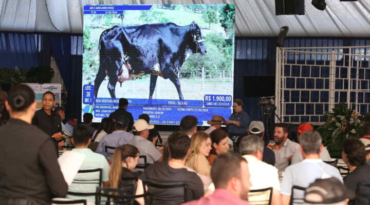 Megaleite 2025 amplia número de leilões e lança nova plataforma de venda de animais