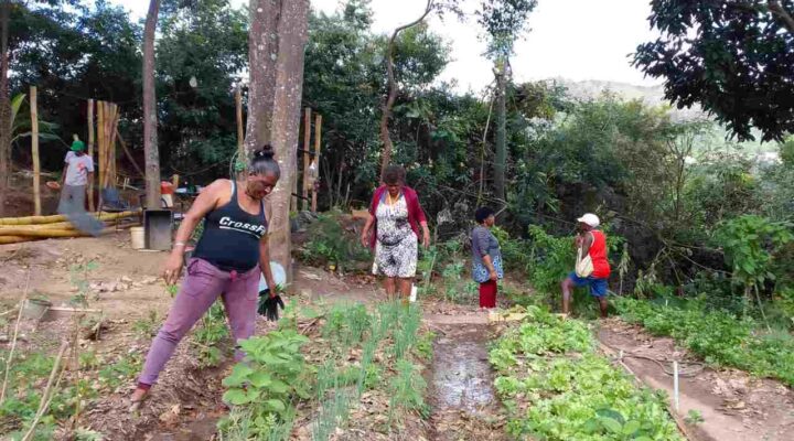 Parque das Mangabeiras conta com horta comunitária que beneficia moradores do Aglomerado da Serra