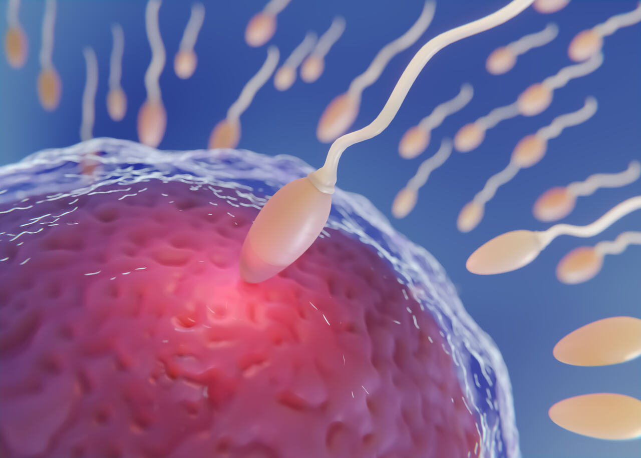 fertilizacao Notícias