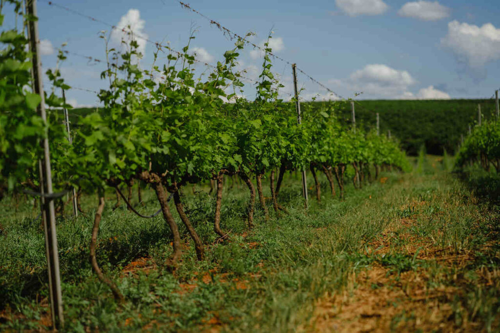 mariamaria-17_Easy-Resize.com_-1024x682 Vinho mineiro conquista maior nota da história do Brasil no Decanter World Wine Awards, o principal concurso de vinhos do mundo