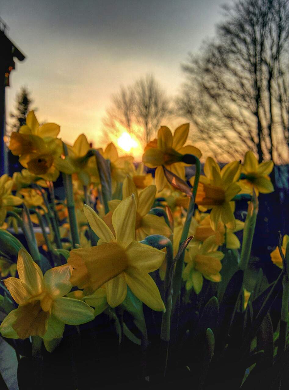 narcisos-amarelos-no-campo-durante-o-por-sol_Easy-Resize.com_ Notícias