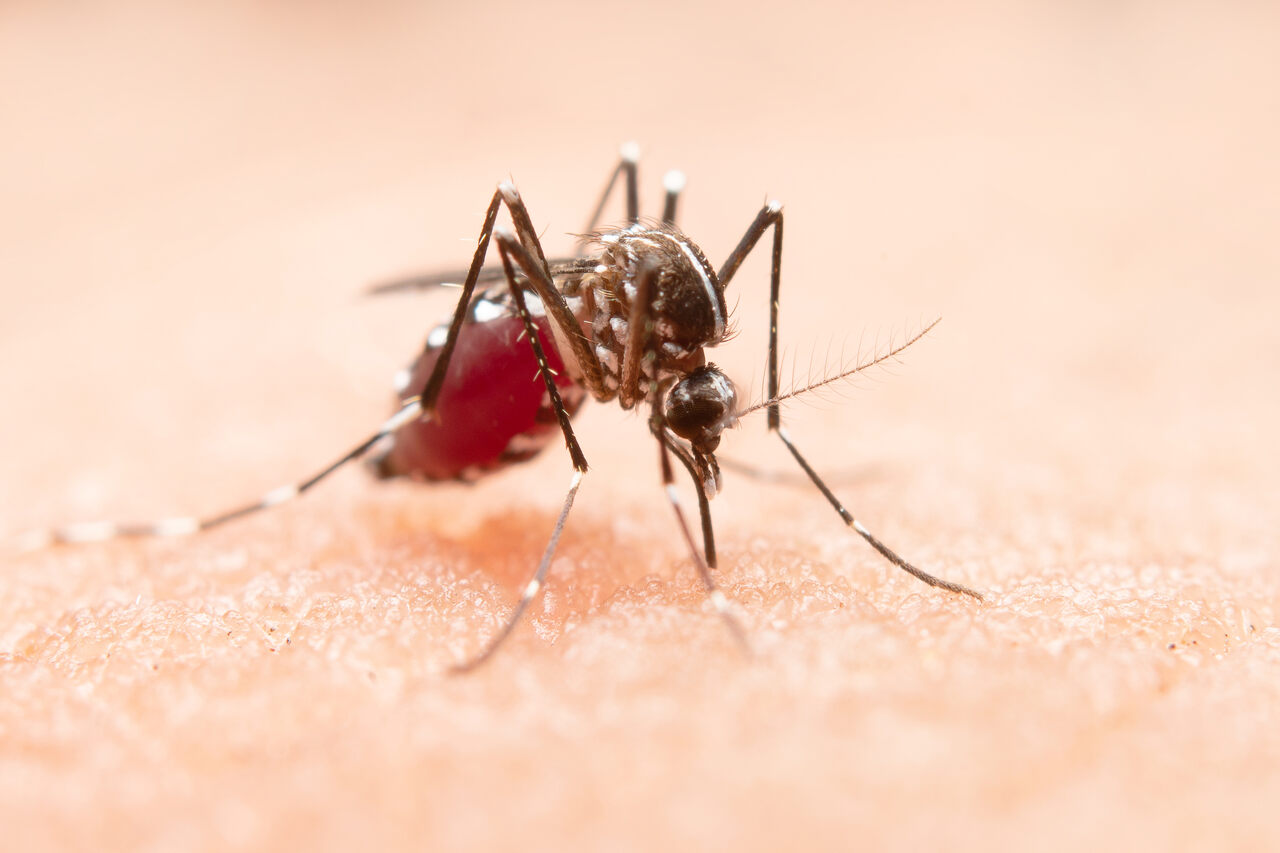 Doenca-e-causada-por-protozoarios-do-genero-Leishmania-e-transmitida-pela-picada-de-um-flebotomo-popularmente-chamado-de-mosquito-palha-Credito-Freepik-_Easy-Resize.com_ Notícias