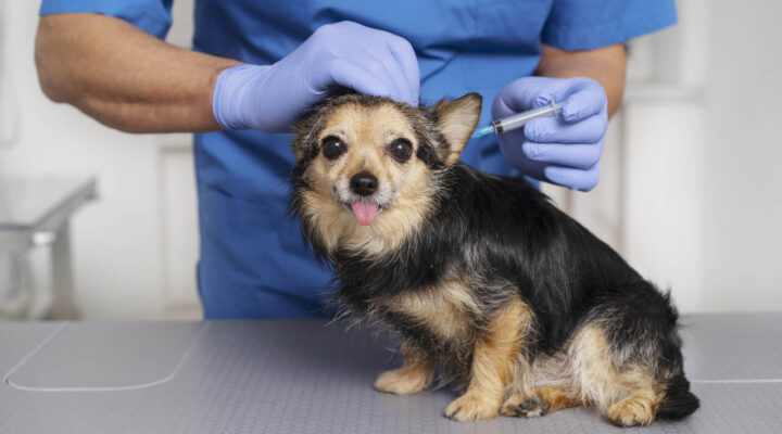 UniBH será ponto de vacinação contra a raiva em pets
