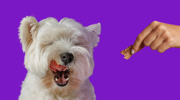 Mitos e verdades sobre os petiscos para pets
