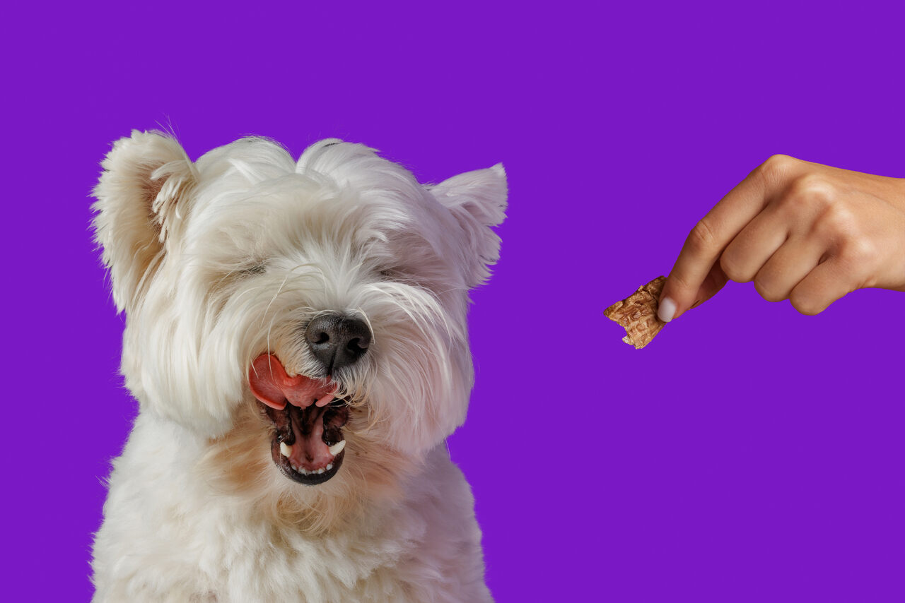 pets Notícias