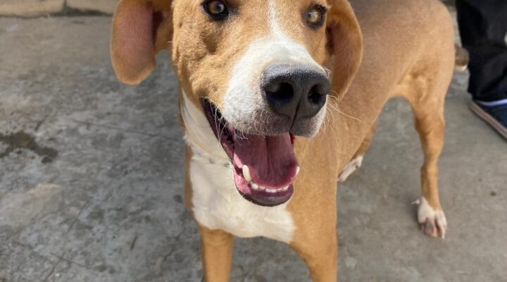 Via Cristais: concessionária promove campanha de adoção responsável para celebrar o Dia dos Animais    