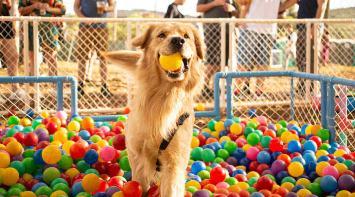 Botânico Shopping estreia seu 1º Pet Day em uma experiência que une lifestyle, gastronomia e bem-estar animal no mesmo espaço