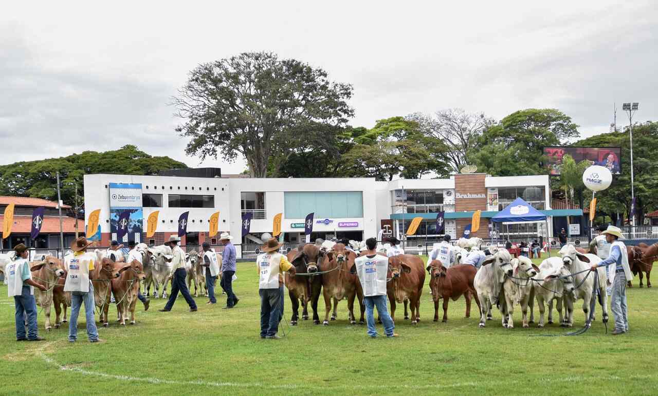 Julgamento-da-ExpoBrahman-_Easy-Resize.com_ Notícias