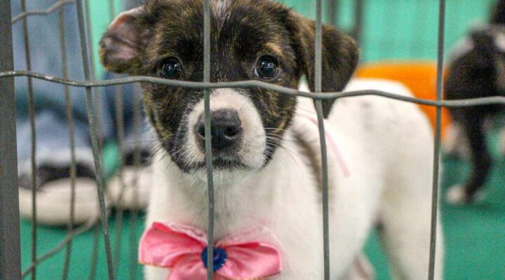 Pátio Savassi recebe feira de adoção de pets