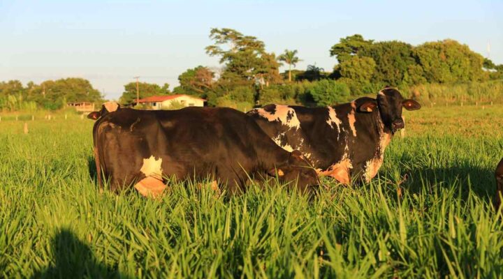 Produtores de três estados apresentarão ganhos com uso do touro Girolando