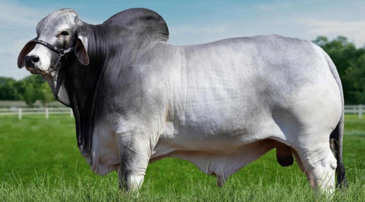Touro Brahman bate recorde de qualidade de carcaça