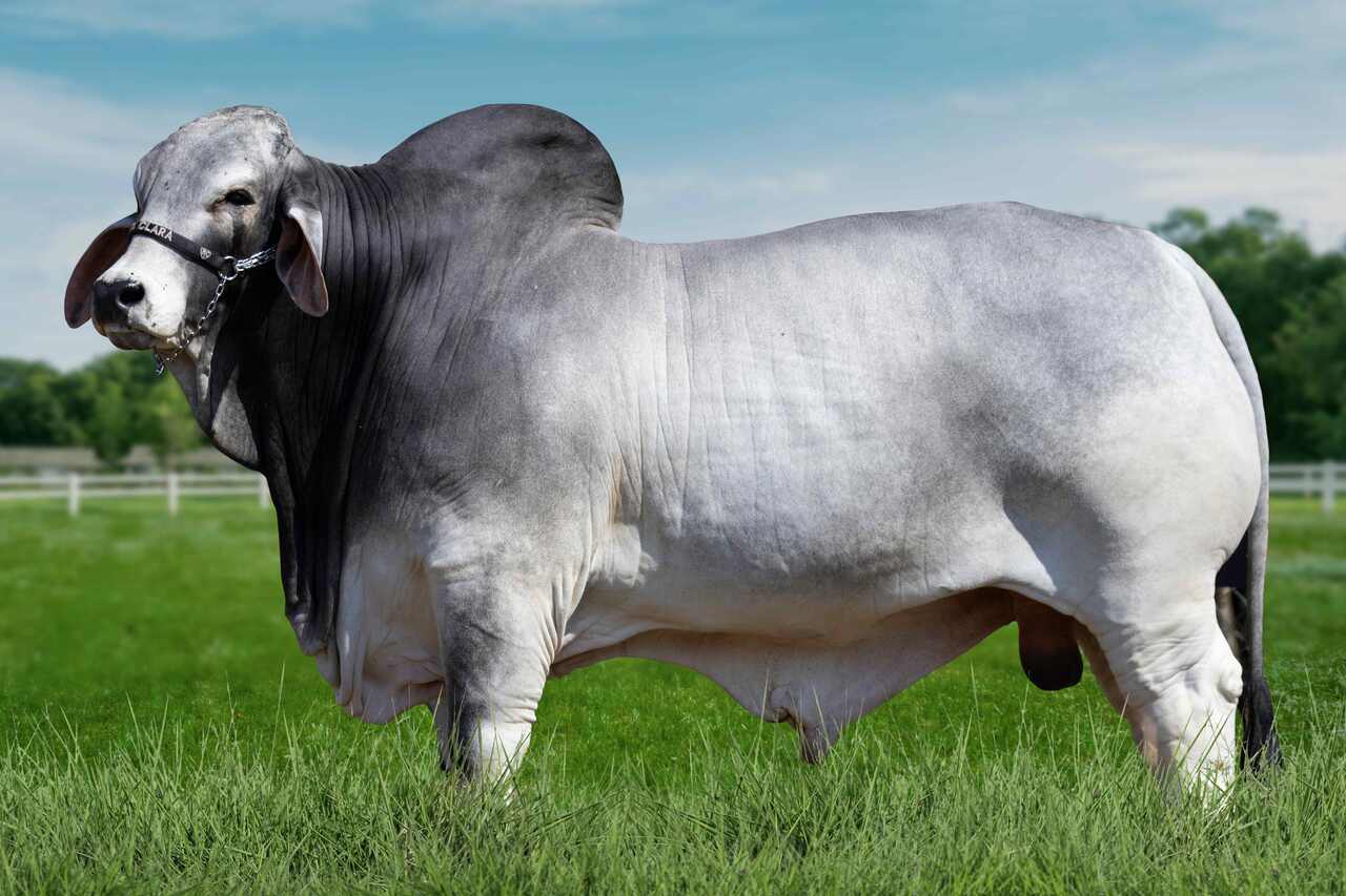 touro-brahman-recordista-de-AOL_Easy-Resize.com_ Notícias