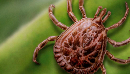 Alta de febre maculosa em Minas exige cuidado redobrado em áreas de lazer e trilhas