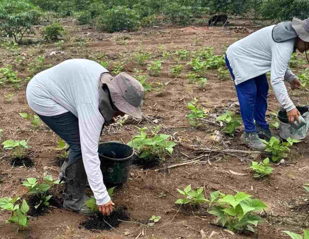 Foto-3-Produtores-familiares-aplicam-biochar-nas-plantacoes-para-melhorar-a-fertilidade-do-solo_Easy-Resize.com_-1024x792 Famílias do Vale do Jequitinhonha cultivam espécies biofortificadas de batata-doce, ricas em vitamina A