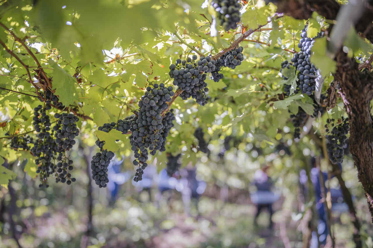 CV-Garibaldi-credito-Augusto-Tomasi-1_Easy-Resize.com_ Notícias