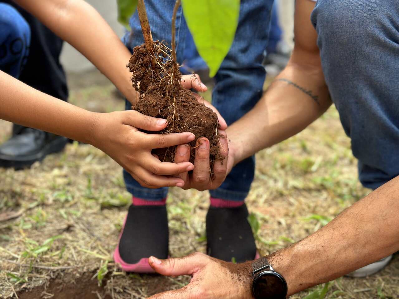 Viveiro-de-Mudas_MVA_Credito-RHI-Magnesita_foco_Easy-Resize.com_-1 Notícias