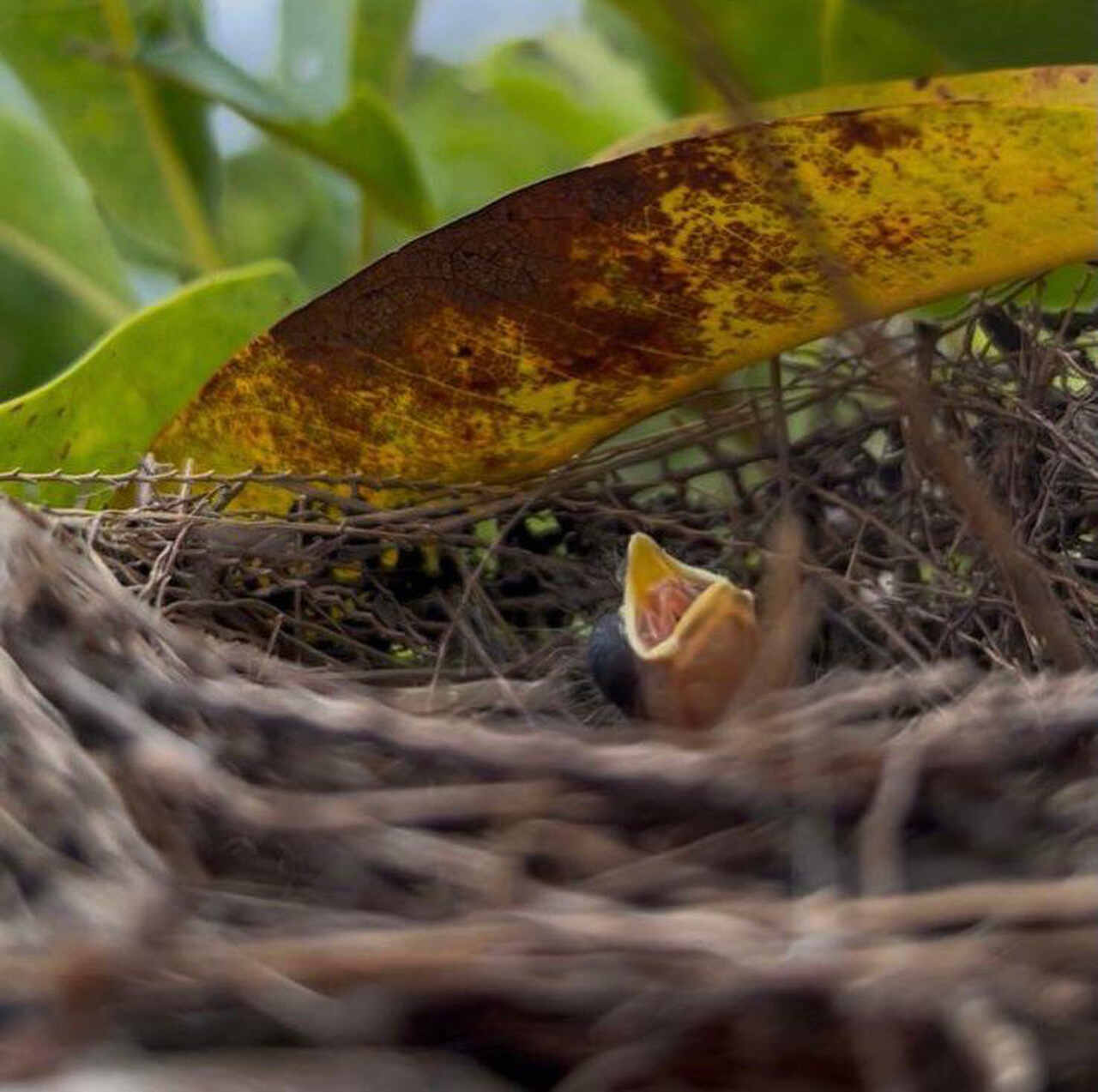 filhote-bicudo-natureza_foto-Divulgacao-Usina-Coruripe_Easy-Resize.com_ Notícias