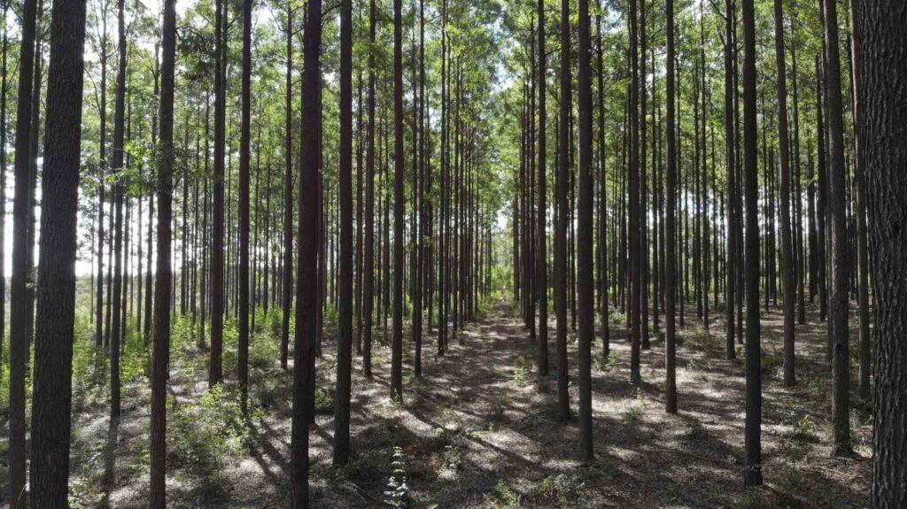 AMIF promove evento carbono neutro e reforça protagonismo de Minas na agenda climática