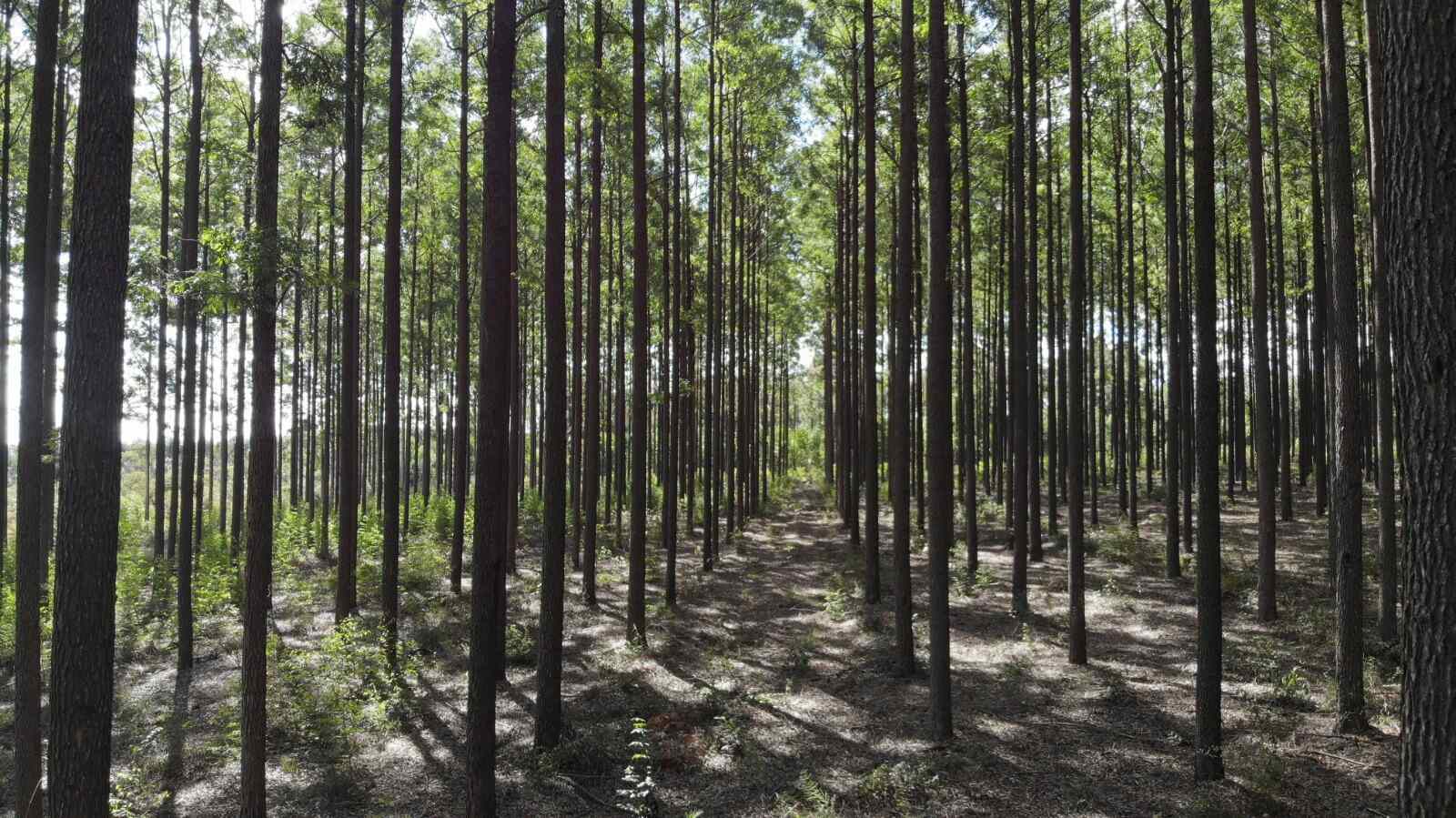 Florestas3_Divulgacao-AMIF Notícias