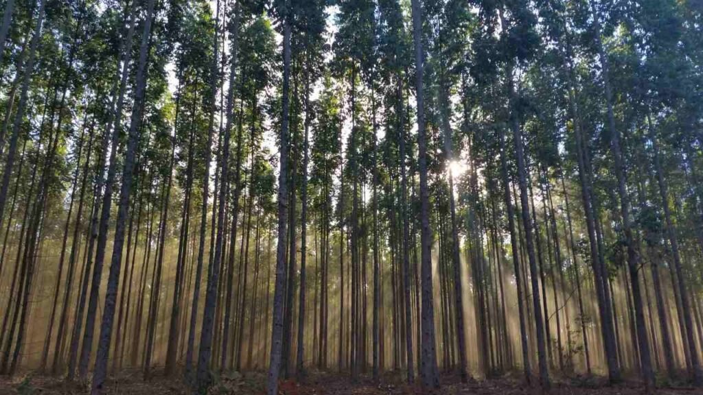 Florestas pensadas colocam Minas Gerais no centro da economia verde