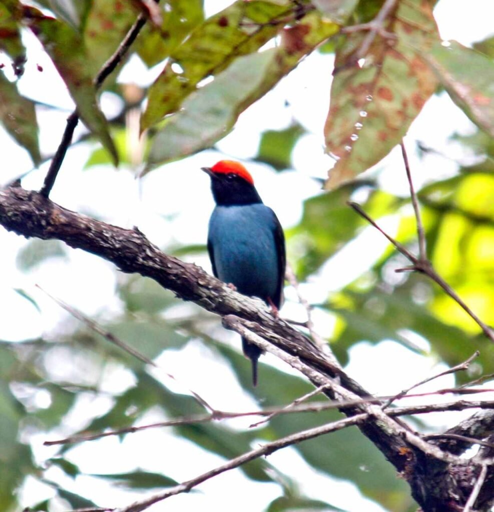 Tangara-Chiroxiphia-caudata-Credito-Juliana-Oliveira_Easy-Resize.com_-987x1024 Fazenda Hiáia promove encontro com as aves da Mata Atlântica