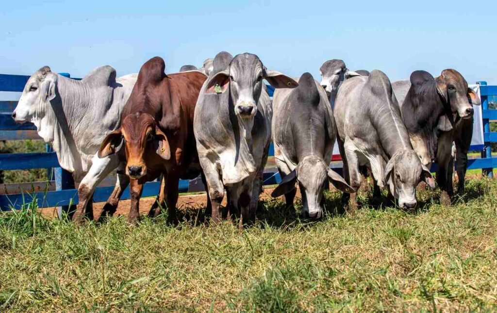 Raça Brahman terá leilão e lançamento de avaliação genômica na 19ª ExpoGenética