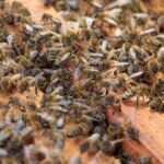 Ataque a garota de Ibirité acende alerta para perigo de picadas de abelhas. Você sabe o que deve fazer? 