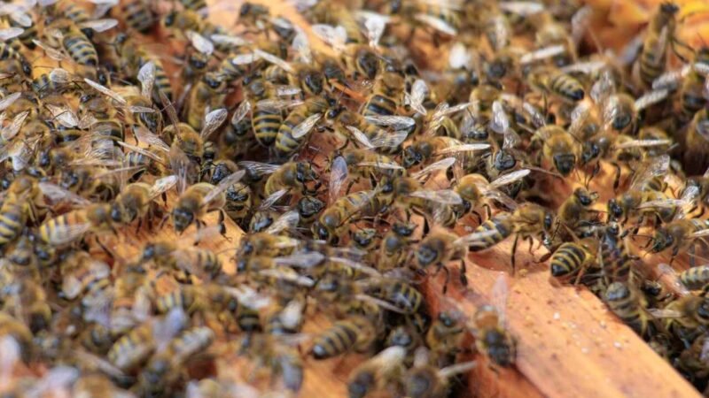 Ataque a garota de Ibirité acende alerta para perigo de picadas de abelhas. Você sabe o que deve fazer? 