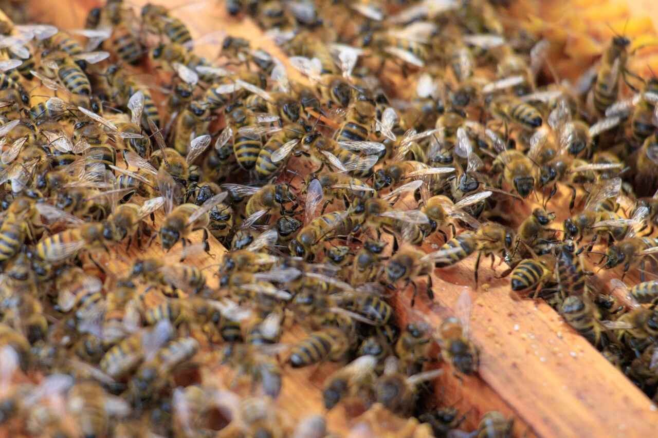 Ataque a garota de Ibirité acende alerta para perigo de picadas de abelhas. Você sabe o que deve fazer? 