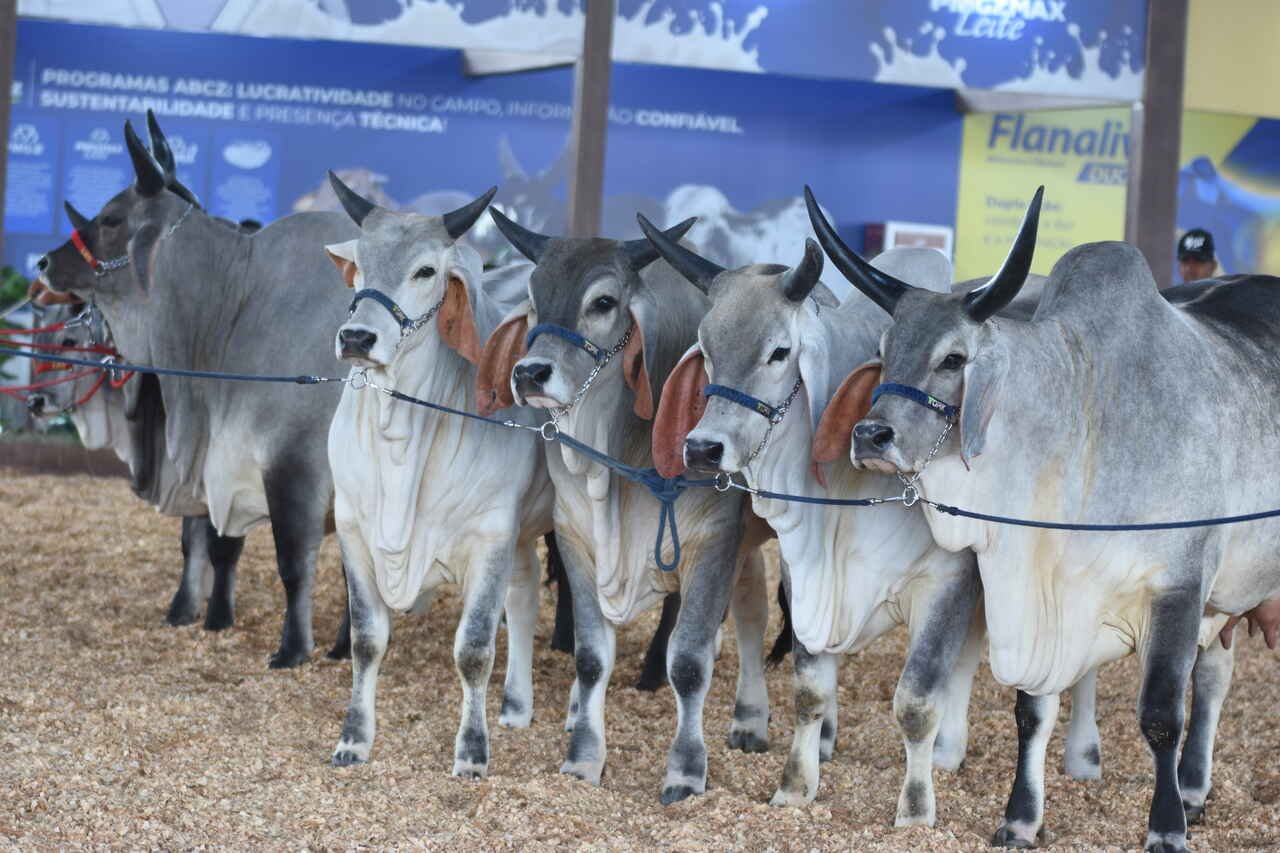 Abertas inscrições para 19ª Exposição Nacional do Guzerá